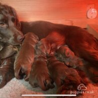 Cocker Spaniel (Working &amp; Show) - Both