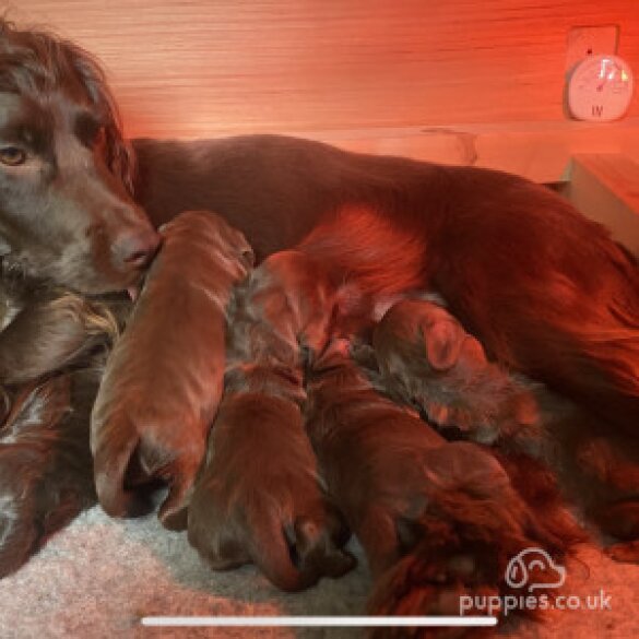 Cocker Spaniel (Working &amp; Show) - Both
