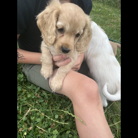 Cocker Spaniel (Working &amp; Show) - Both