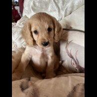 Cocker Spaniel (Working &amp; Show) - Both