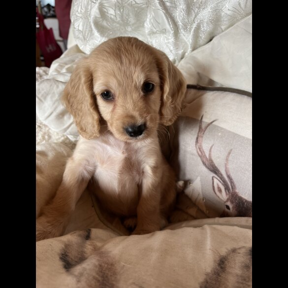 Cocker Spaniel (Working &amp; Show) - Both