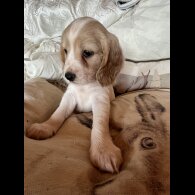 Cocker Spaniel (Working &amp; Show) - Both