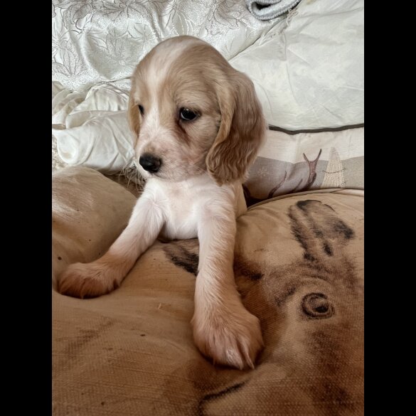 Cocker Spaniel (Working &amp; Show) - Both