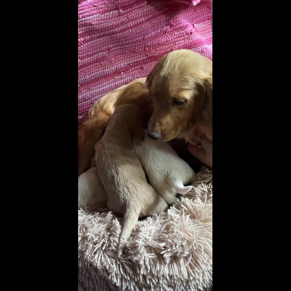 Cocker Spaniel (Working &amp; Show) - Both
