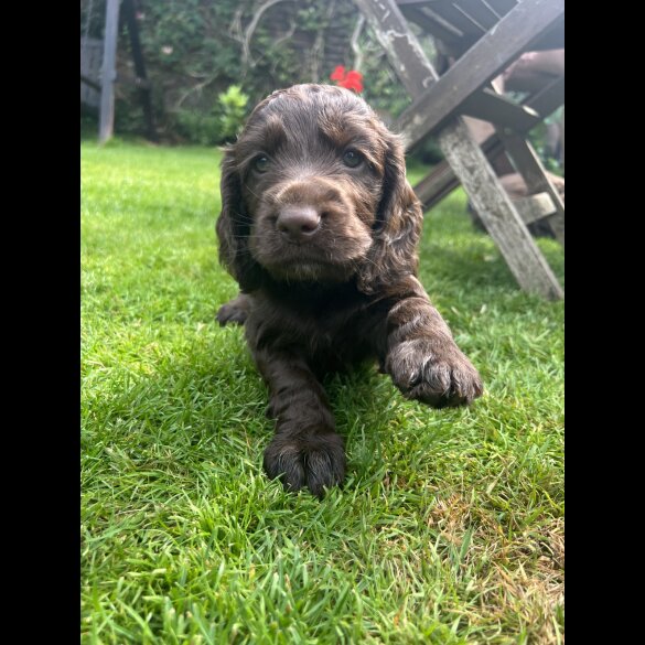 Cocker Spaniel (Working &amp; Show) - Both