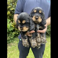 Cocker Spaniel (Working &amp; Show) - Both