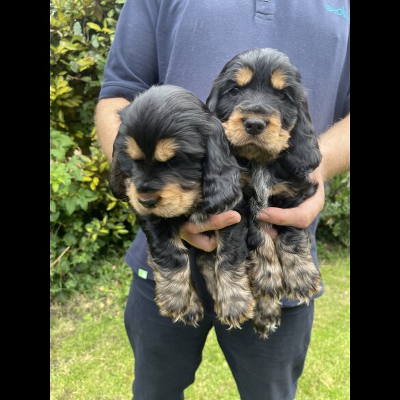 Cocker Spaniel (Working &amp; Show) - Both