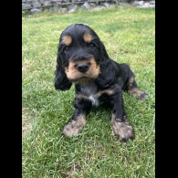 Cocker Spaniel (Working &amp; Show) - Both