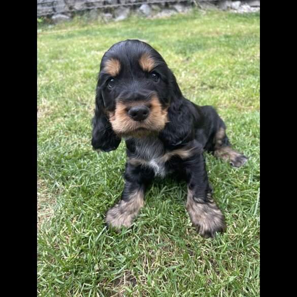 Cocker Spaniel (Working &amp; Show) - Both