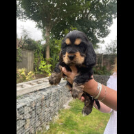 Cocker Spaniel (Working &amp; Show) - Both