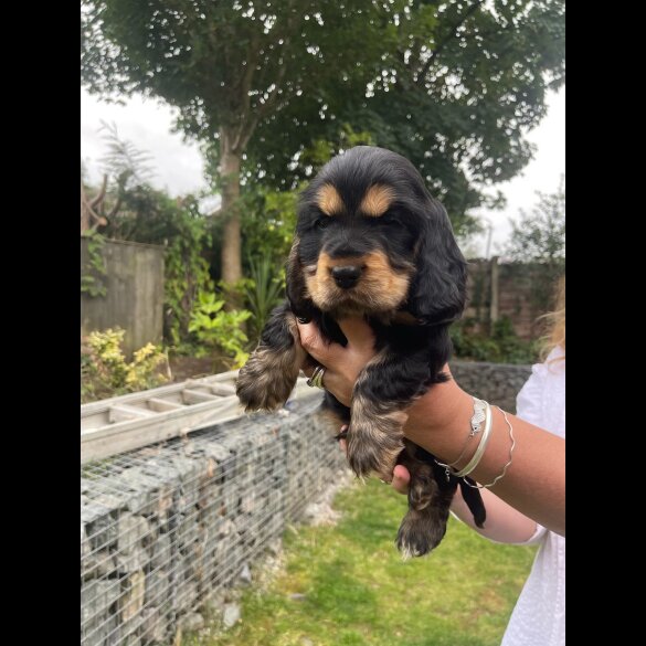 Cocker Spaniel (Working &amp; Show) - Both