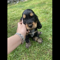 Cocker Spaniel (Working &amp; Show) - Both