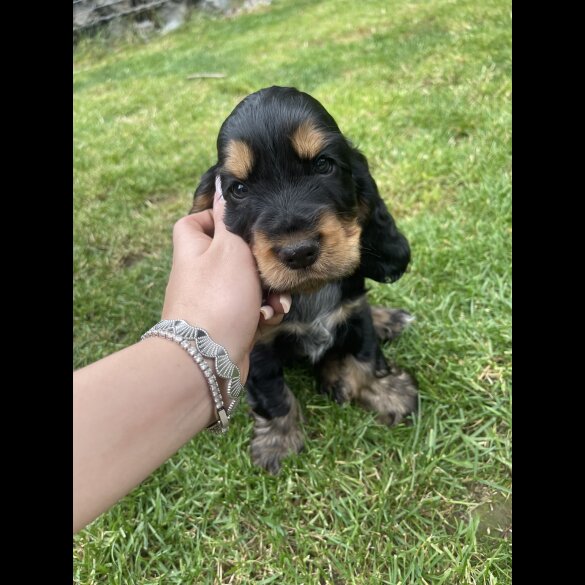 Cocker Spaniel (Working &amp; Show) - Both