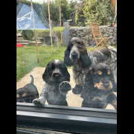 Cocker Spaniel (Working &amp; Show) - Both