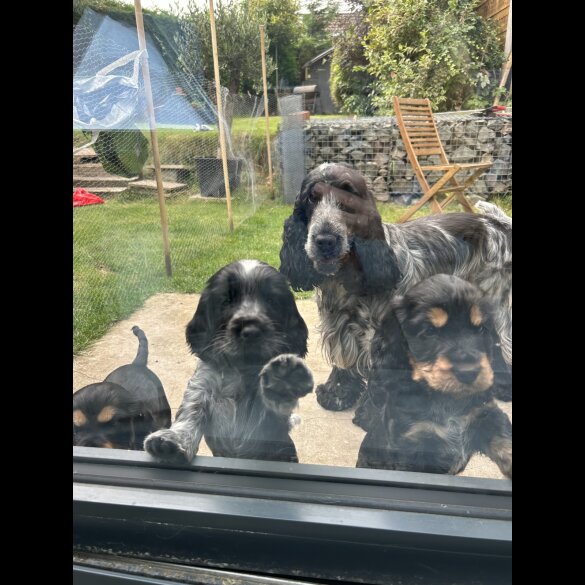 Cocker Spaniel (Working &amp; Show) - Both