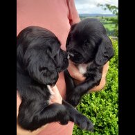Cocker Spaniel (Working &amp; Show) - Both