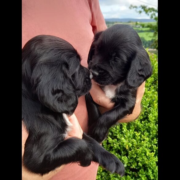 Cocker Spaniel (Working &amp; Show) - Both