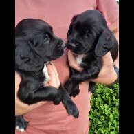 Cocker Spaniel (Working &amp; Show) - Both