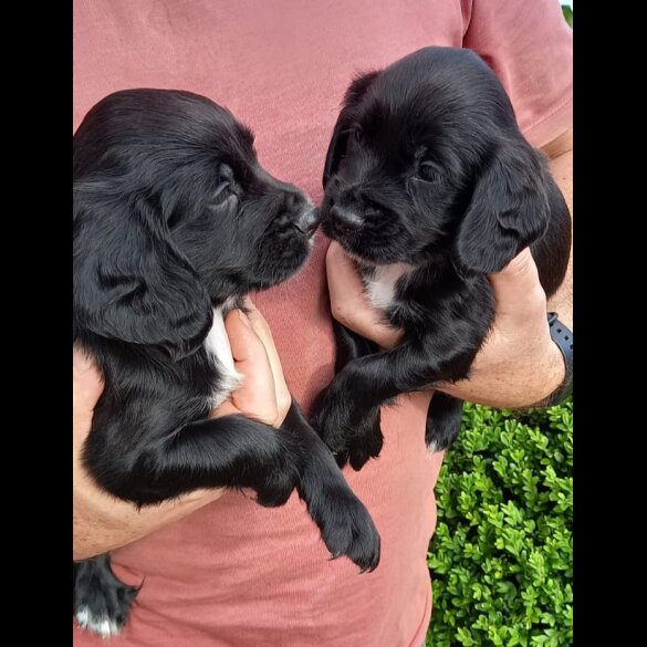 Cocker Spaniel (Working &amp; Show) - Both
