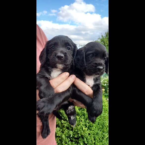 Cocker Spaniel (Working &amp; Show) - Both