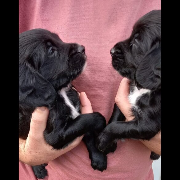 Cocker Spaniel (Working &amp; Show) - Both