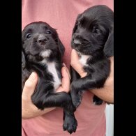 Cocker Spaniel (Working &amp; Show) - Both