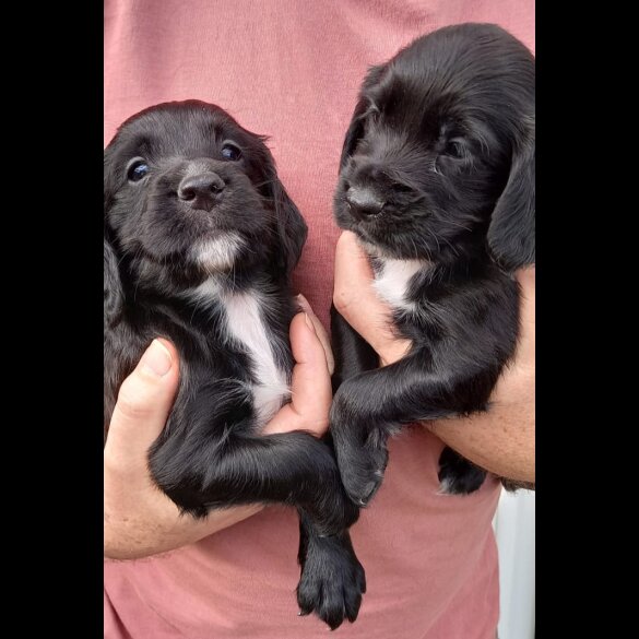 Cocker Spaniel (Working &amp; Show) - Both