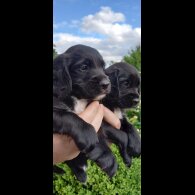 Cocker Spaniel (Working &amp; Show) - Both