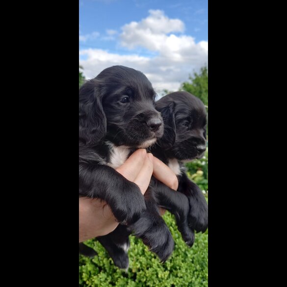 Cocker Spaniel (Working &amp; Show) - Both