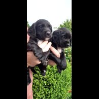 Cocker Spaniel (Working &amp; Show) - Both