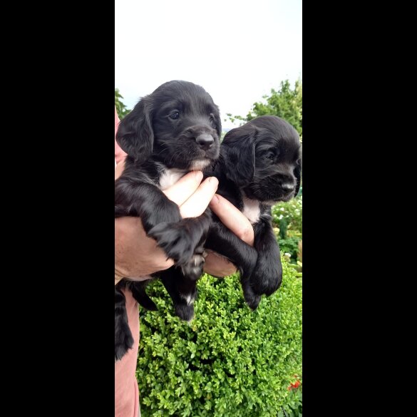 Cocker Spaniel (Working &amp; Show) - Both