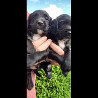 Cocker Spaniel (Working &amp; Show) - Both