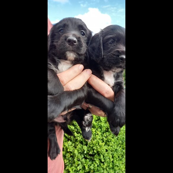 Cocker Spaniel (Working &amp; Show) - Both