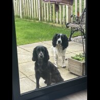 Cocker Spaniel (Working &amp; Show) - Both
