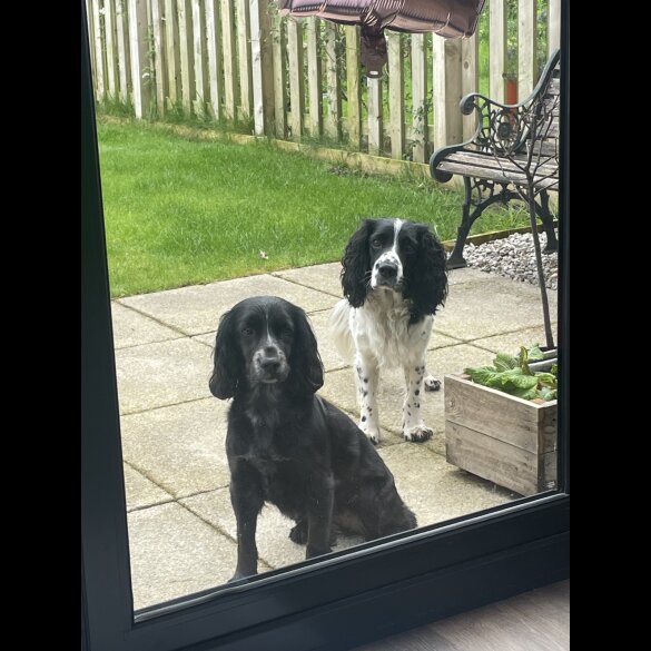 Cocker Spaniel (Working &amp; Show) - Both