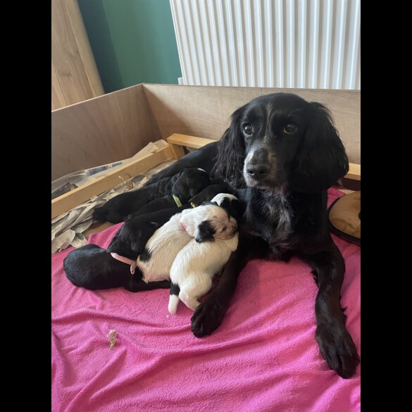 Cocker Spaniel (Working &amp; Show) - Both