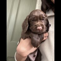 Cocker Spaniel (Working &amp; Show) - Both
