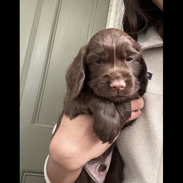 Cocker Spaniel (Working &amp; Show) - Both