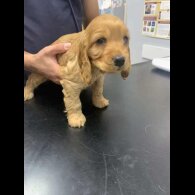 Cocker Spaniel (Working &amp; Show) - Both