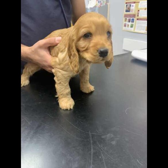 Cocker Spaniel (Working &amp; Show) - Both