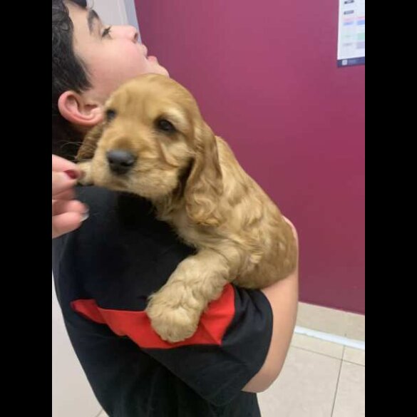 Cocker Spaniel (Working &amp; Show) - Both