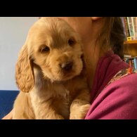Cocker Spaniel (Working &amp; Show) - Both