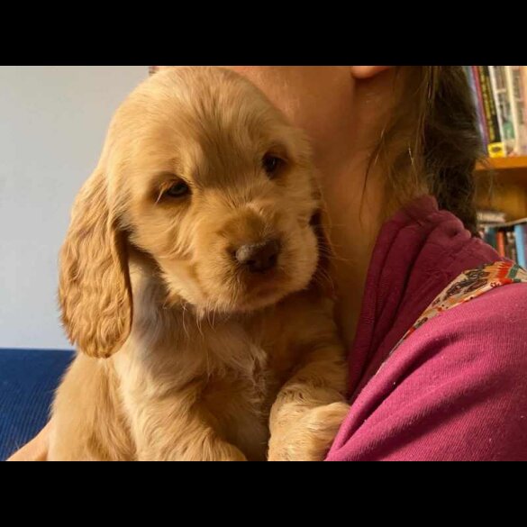 Cocker Spaniel (Working &amp; Show) - Both