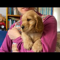 Cocker Spaniel (Working &amp; Show) - Both