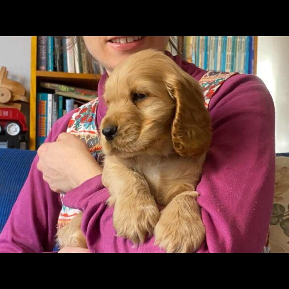 Cocker Spaniel (Working &amp; Show) - Both