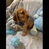 Cocker Spaniel (Working &amp; Show) - Both