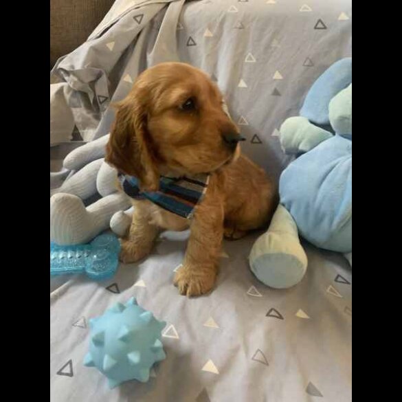 Cocker Spaniel (Working &amp; Show) - Both