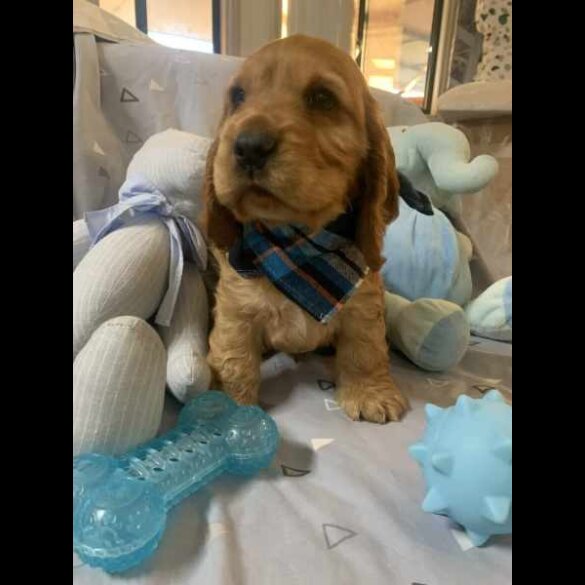 Cocker Spaniel (Working &amp; Show) - Both