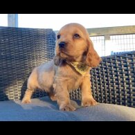 Cocker Spaniel (Working &amp; Show) - Both