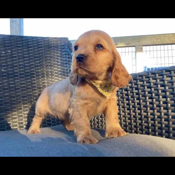 Cocker Spaniel (Working &amp; Show) - Both